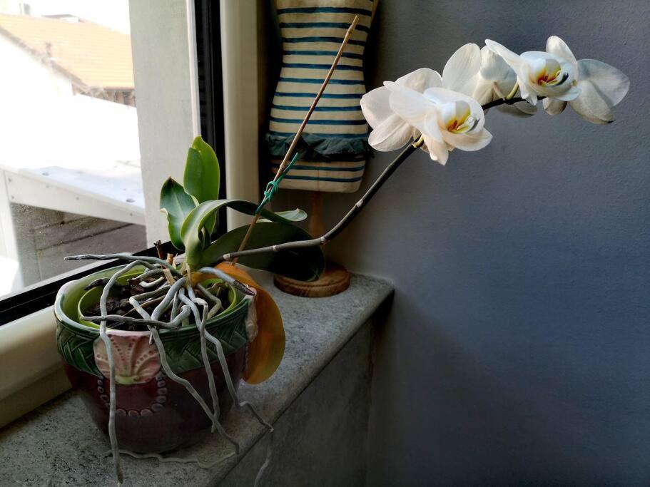 Appartement Cozy With Garden Terrace *